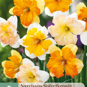 Narsissi Butterfly Mix 5 kpl