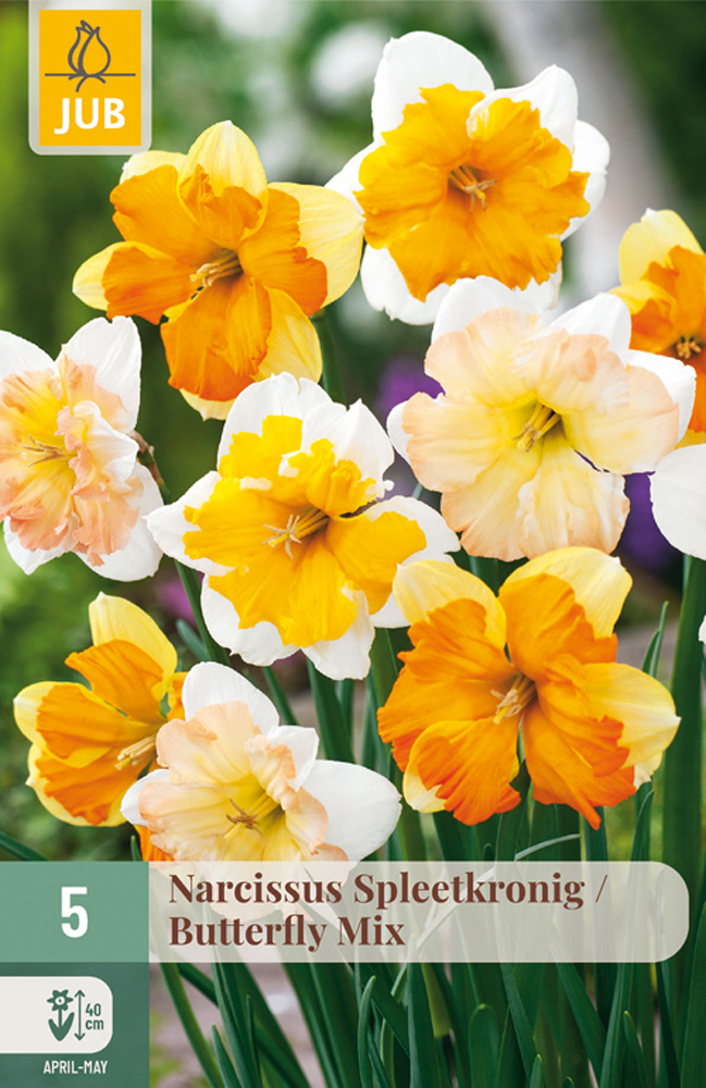Narsissi Butterfly Mix 5 kpl