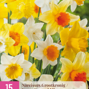Narsissi Large Cupped Mix 15 kpl