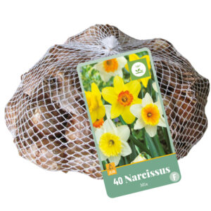Narcissi Large Cupped Mix 40 kpl