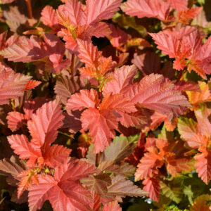 Heisiangervo 'Amber Jubilee' runko; At