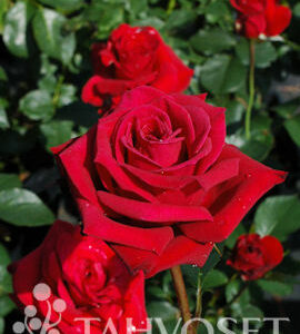 Ryhmäruusu 'Nina Weibull'; Ep/At,3L,Ul