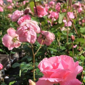 Ryhmäruusu 'Queen Elisabeth'; Ep/At,3L,Ul