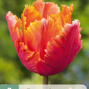 Tulppaani 'Amazing Parrot 7 kpl