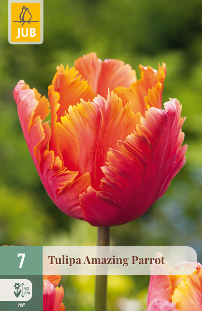 Tulppaani 'Amazing Parrot 7 kpl