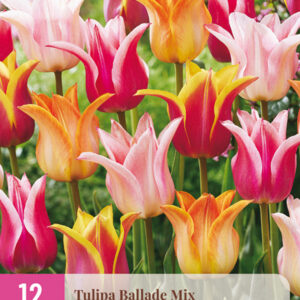 Tulppaani Ballade Mix 12 kpl