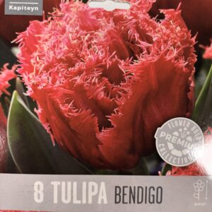 Tulppaani 'Bendico' 8 kpl