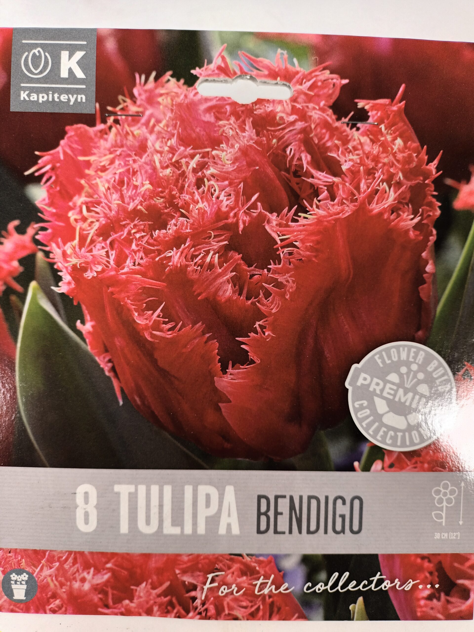 Tulppaani 'Bendico' 8 kpl