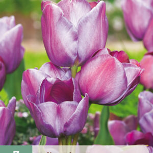 Tulppaani 'Blue Heaven' 7 kpl