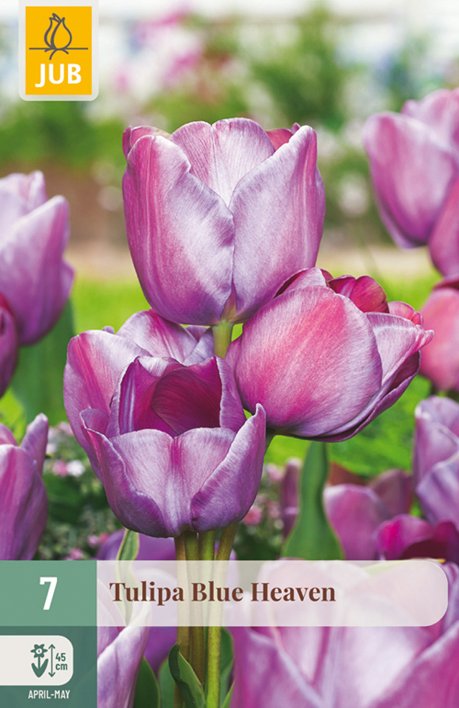Tulppaani 'Blue Heaven' 7 kpl