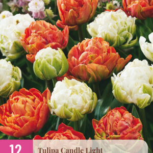 Tulppaani Candle Light 12 kpl