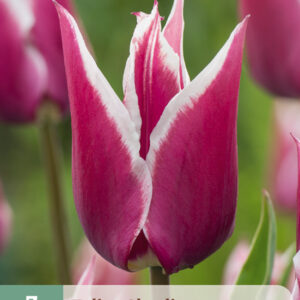 Tulppaani  'Claudia' 7 kpl