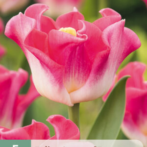 Tulppaani  'Crown of Dynasty' 5 kpl