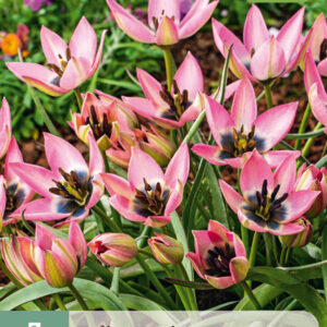 Tulppaani 'Danique' 7 kpl
