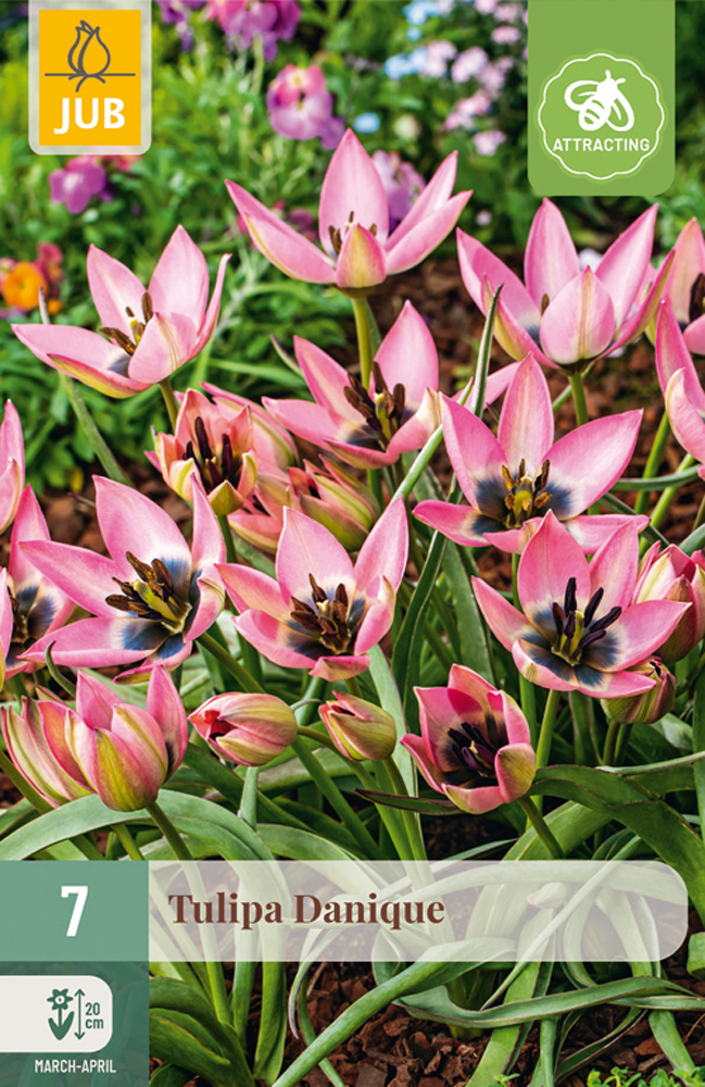 Tulppaani 'Danique' 7 kpl