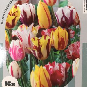 Combi Tulppaani Fireworks 15 kpl