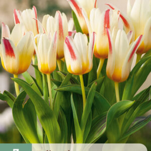 Tulppaani 'Floresta' 7 kpl