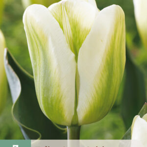 Tulppaani 'Green Spirit' 7 kpl