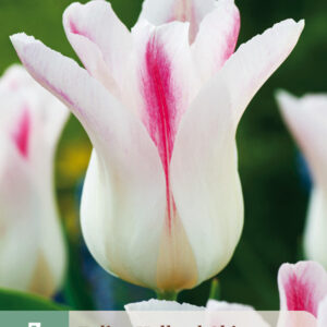 Tulppaani 'Holland Chic' 7 kpl