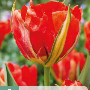 Tulppaani  'Love Valley' 5 kpl