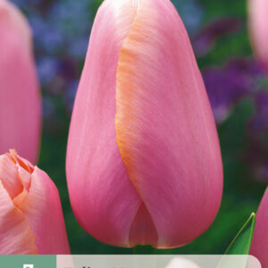 Tulppaani 'Menton' 7 kpl