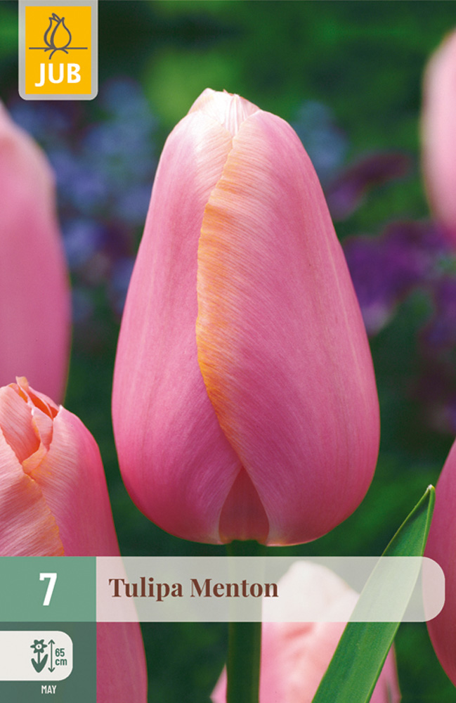 Tulppaani 'Menton' 7 kpl