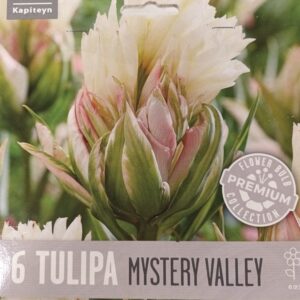 Tulppaani 'Mystery Valley' 6 kpl