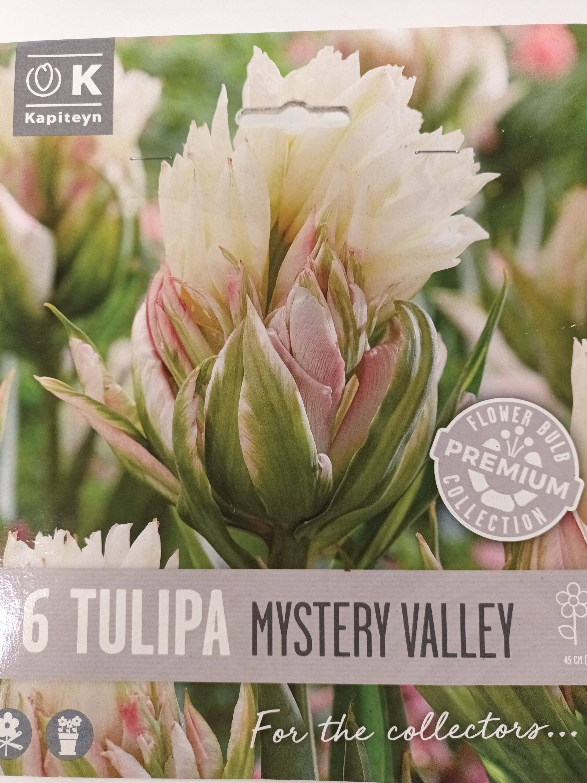 Tulppaani 'Mystery Valley' 6 kpl