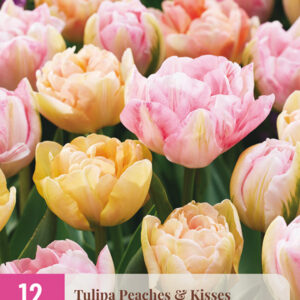 Tulppaani Peaches & Kisses 12 kpl