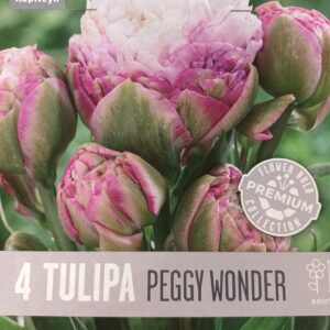 Tulppaani 'Peggy Wonder' 4 kpl
