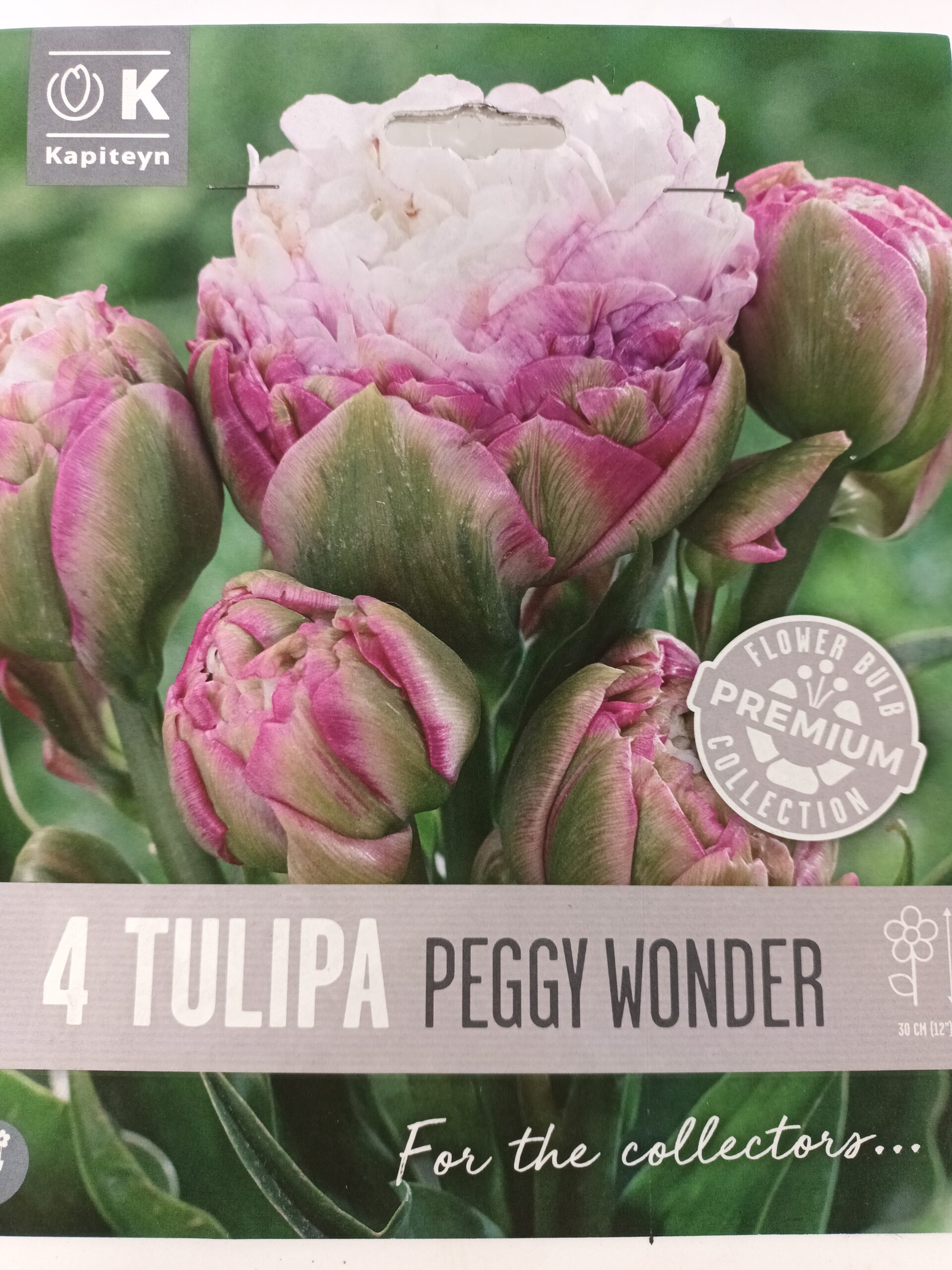 Tulppaani 'Peggy Wonder' 4 kpl