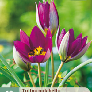 Tulppaani 'Persian Pearl' 10 kpl