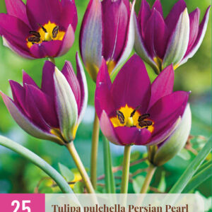 Tulppaani Persian Pearl 25 kpl