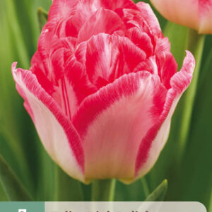 Tulppaani 'Pink Delight' 7 kpl