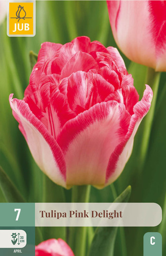 Tulppaani 'Pink Delight' 7 kpl