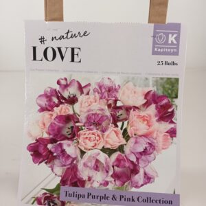 Bouquet Tulppaani Purple&Pink 25 kpl