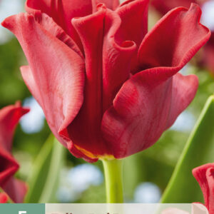 Tulppaani 'Red Dress' 5 kpl