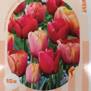 Perfect Combination Tulppaani Red, Orange & Yellow