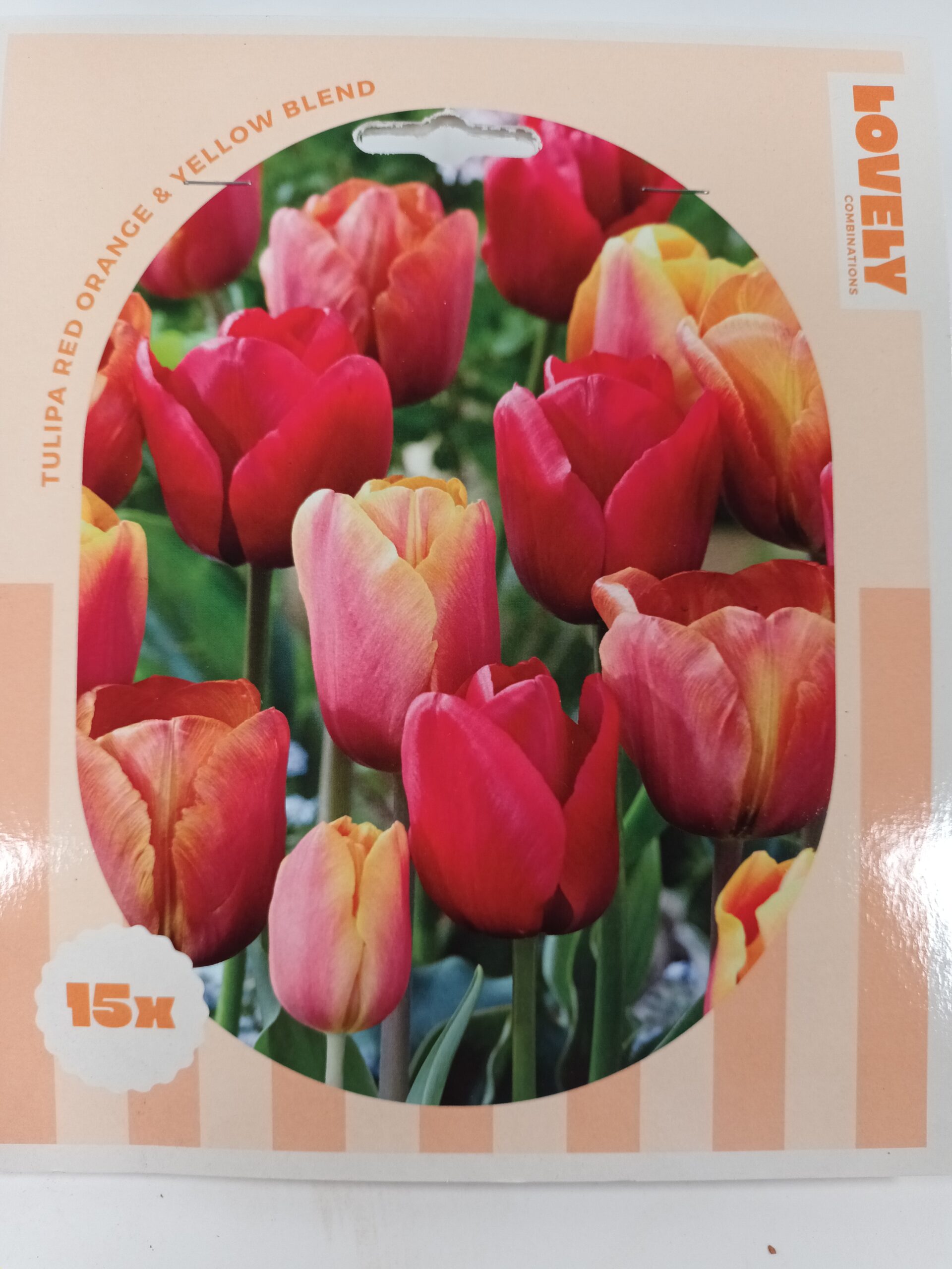 Perfect Combination Tulppaani Red, Orange & Yellow