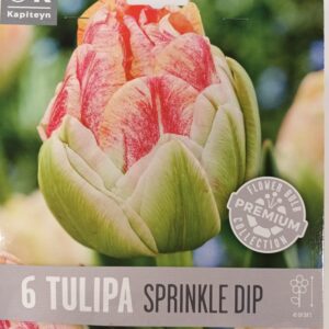 Tulppaani 'Sprinkle Dip' 6 kpl