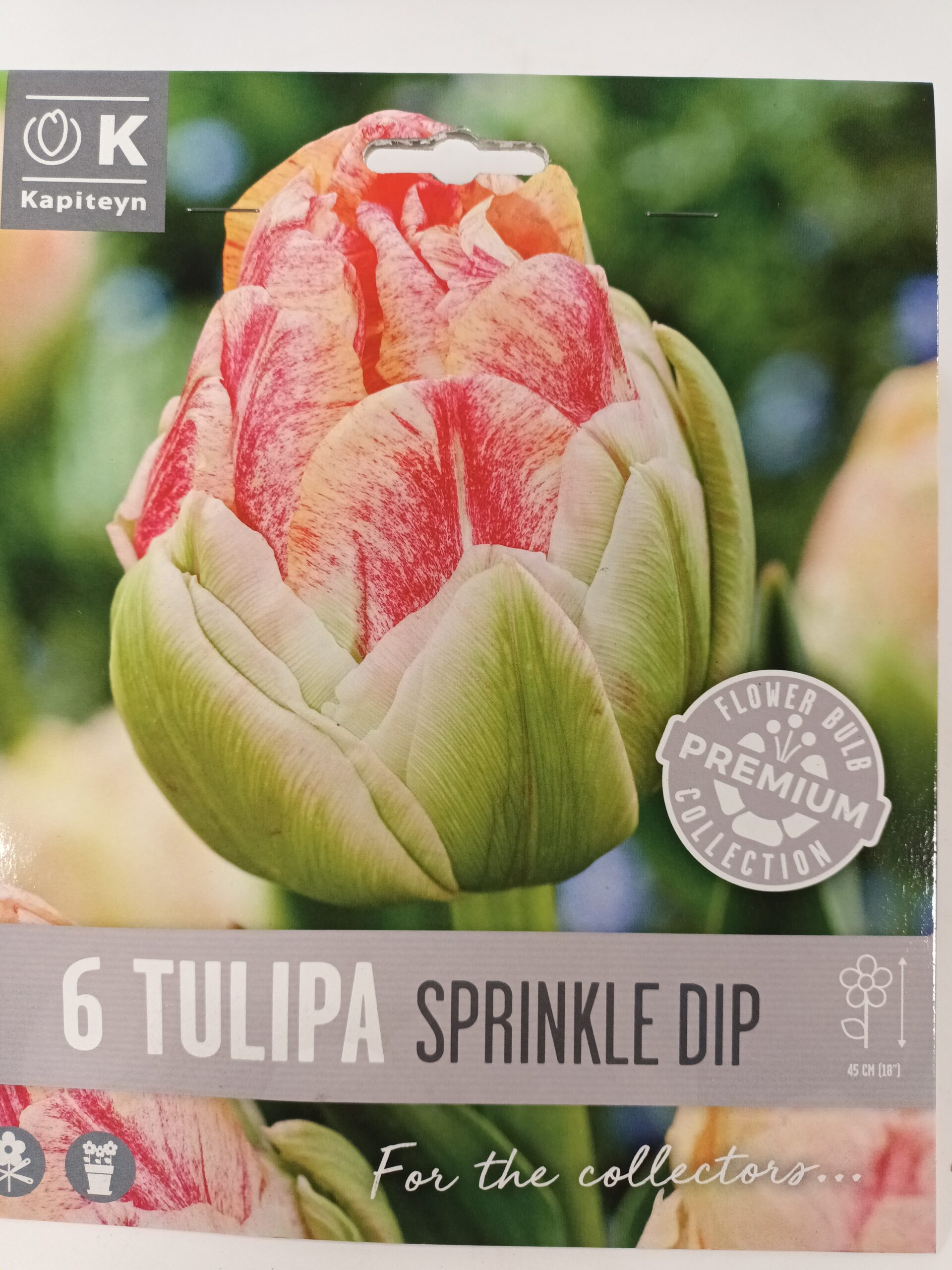 Tulppaani 'Sprinkle Dip' 6 kpl
