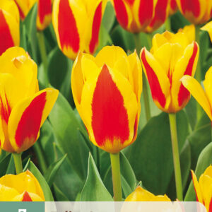 Tulppaani  'Stresa' 7 kpl
