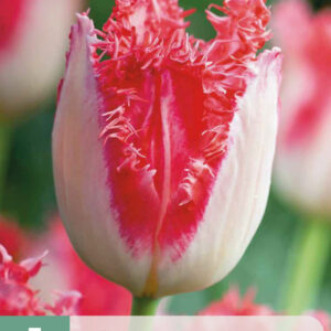 Tulppaani 'Sweet Simone' 7 kpl