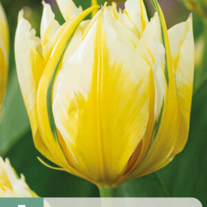 Tulppaani  'Sweet Valley' 5 kpl