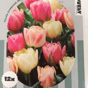 Perfect Combination Tulppaani Symbiose Blend 12 kp