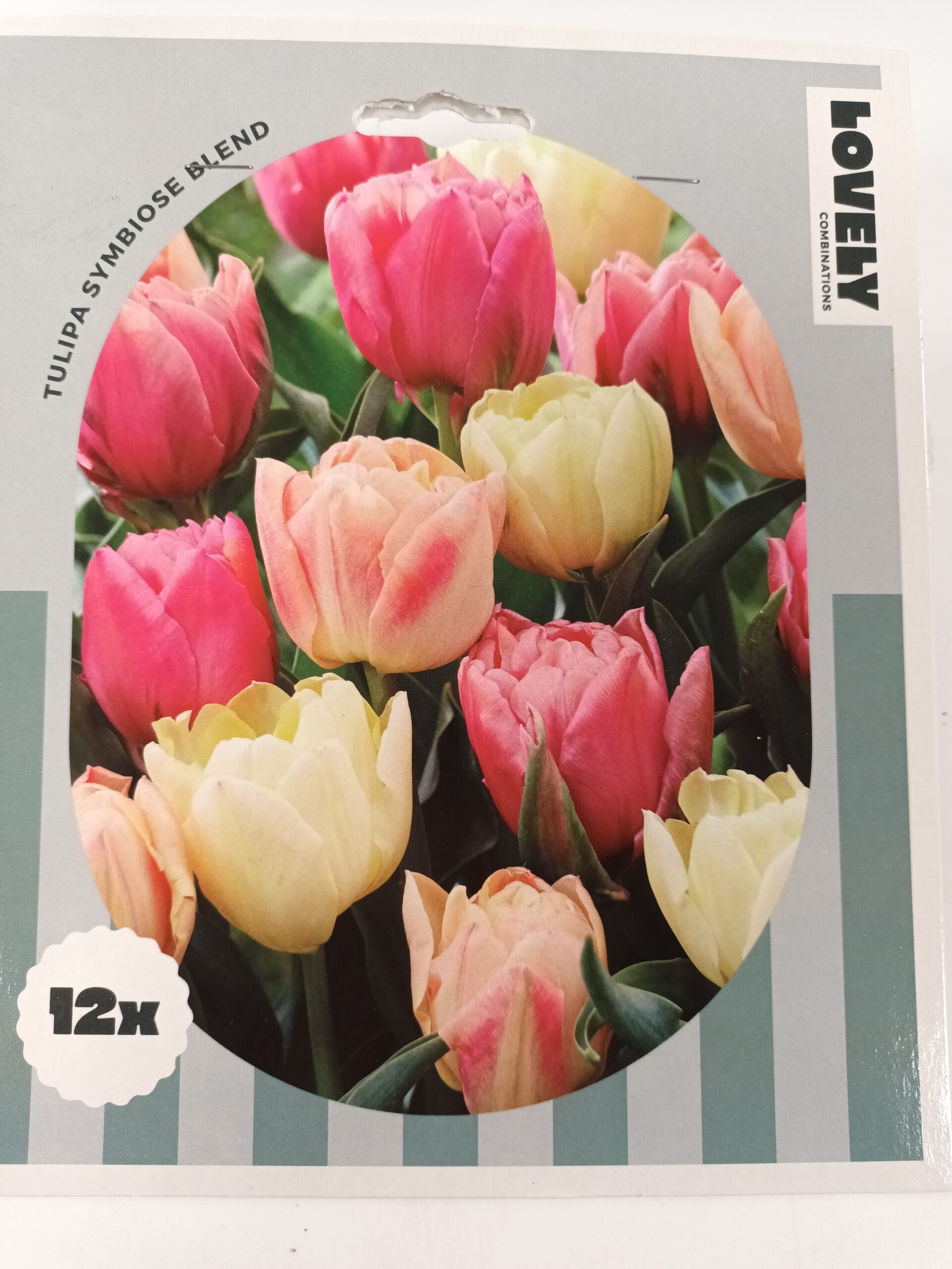 Perfect Combination Tulppaani Symbiose Blend 12 kp