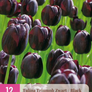 Tulppaani Triumph Black 12 kpl