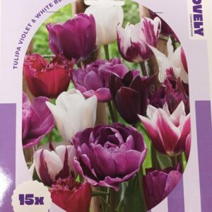 Combi Tulppaani Violet& White Blend 15 kpl