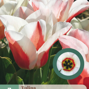 Tulppaani 'Willem van den Akker' 7 kpl