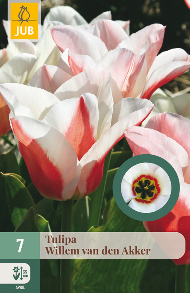 Tulppaani 'Willem van den Akker' 7 kpl